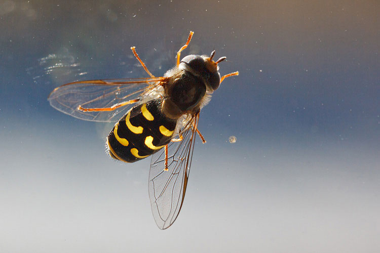 L''invasione dei sirfidi!